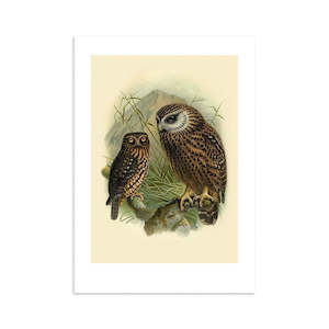 Vintage Bird Prints: Ruru Buller's Bird Print