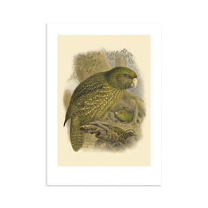 Kakapo Buller's Bird Print