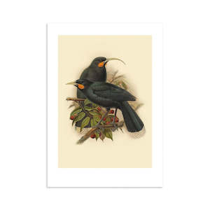Vintage Bird Prints: Huia Buller's Bird Print