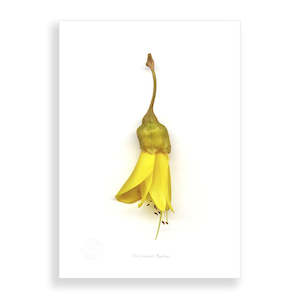 Flora Kowhai Flower Single A2 Print