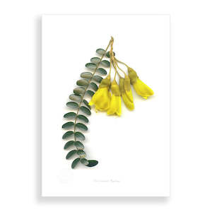 Flora Kowhai Flower Group A2 Print