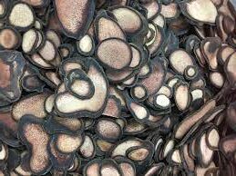 Products: 鹿茸（蜡片2级 Jelly Tip2）(10g)