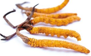 Products: 冬虫夏草（6500 a级）