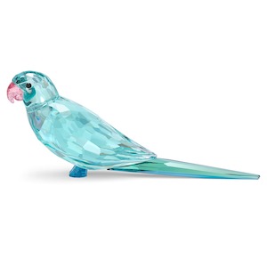 Blue Parakeet Paco