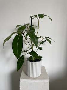 Umbrella Tree Tupidanthus Calyptratus