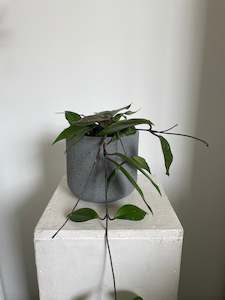 Plants: Hoya Carnosa Wax Plant