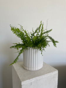 Plants: Boston Fern