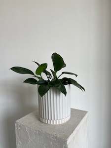 Plants: Philodendron Selloum Green Princess