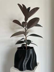Plants: Ficus Elastica Burgundy Rubber Plant