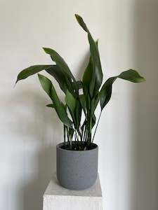 Plants: Cast Iron Plant