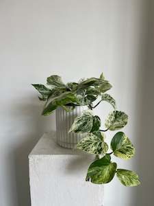 Plants: Marble Queen Pothos Variegated