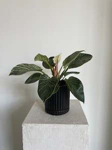 Plants: Philodendron Birkin