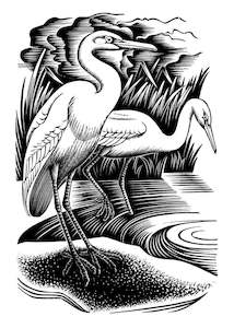 E. Mervyn Taylor - Kotuku - Card