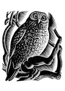 Cards Stationery: E. Mervyn Taylor - Ruru - Card