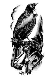 E. Mervyn Taylor - Tui - Card