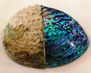 Paua Shells