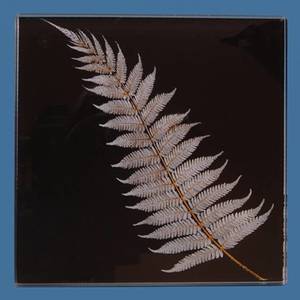 Glass: Silver Fern Glass Coasters