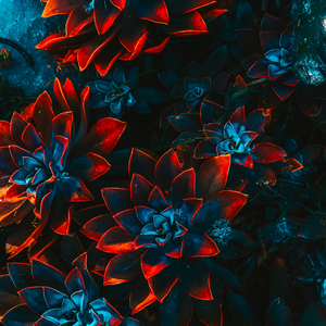 Abstract: Flower Bed