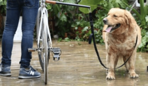 Products: Bicycle Dog Leash - Styley Pets