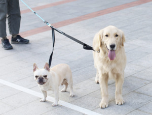 Products: Dog Leash Bungee Coupler - Styley Pets