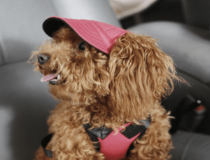 Products: Dog Sun Cap - Styley Pets