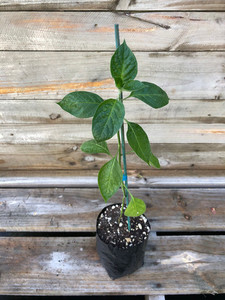 Products: PERENNIAL PEPPER [Capsicum pubescens] ' gringo killer' Subtropica