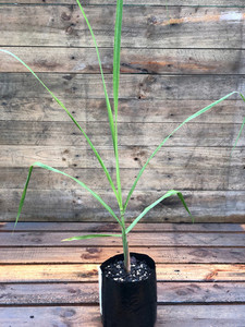 Products: SUGARCANE (Saccharum officinarum) Subtropica