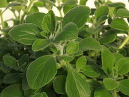 Products: VICKS PLANT (Plectranthus tomentosa) Subtropica