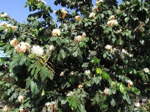 Products: INGA BEAN (Inga edulis) Subtropica