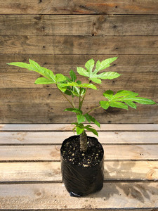 Products: PAPAYA - RAINBOW VALLEY (Vasconcellea spp.) Subtropica