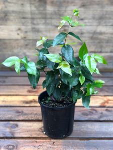 Products: SURINAM CHERRY (Eugenia uniflora) Subtropica