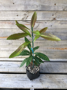 Products: YANGMEI (Myrica ruba) Subtropica