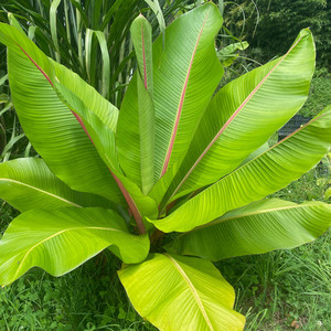 Products: ABYSSINIAN BANANA (Musa ensete) Subtropica