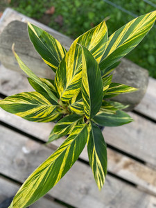Products: ALPINIA ZERUMBET ‘VARIEGATA’ (Variegated Shell Ginger) Subtropica