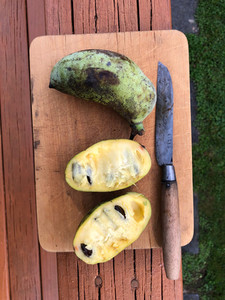 Products: AMERICAN PAWPAW (Asimina triloba) Subtropica