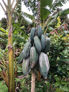 Products: BABACO (Carica pentgona) Subtropica