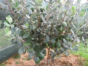 Products: FEIJOA - Feijoa sellowiana Subtropica