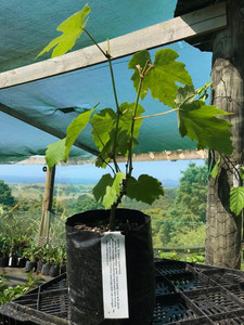 Products: GRAPE - Vitis vinifera Subtropica