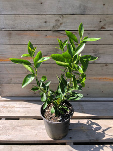 Products: LIME - TAHITI (Citrus aurantifolia) Subtropica