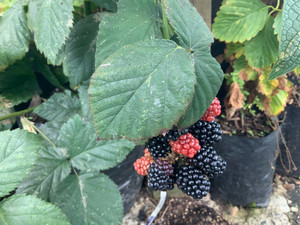 Products: BLACKBERRY - THORNLESS (Rubus fruiticosus) Subtropica