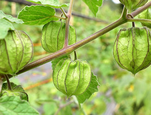 Products: CAPE GOOSEBERRY (Physalis Peruviana) Subtropica