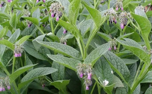 Products: COMFREY (Symphytum officinale) Subtropica