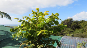 Products: DAVIDSONS PLUM (Davidsonia pruriens) Subtropica