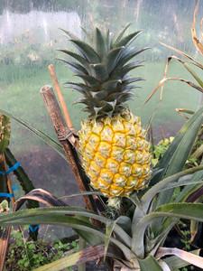 Products: PINEAPPLE - Queen (Ananas comosus) Subtropica