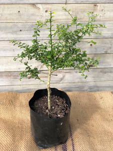 Products: FINGER LIME (Citrus australasica) - GRAFTED Subtropica