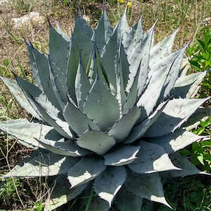 Agave: Agave Applanta | Gray Agave