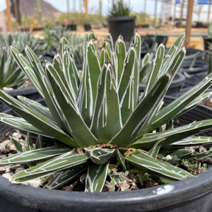 Agave: Agave Victoriae Reginae | Queen Victoria Century Plant