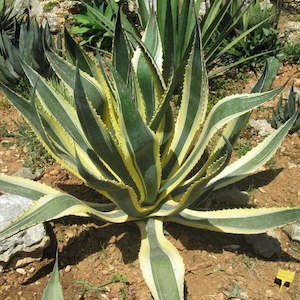 Agave Americana Marginata | Variegated Century Plant