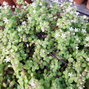 Aloe: Crassula Expansa subsp. Fragilis