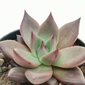 Echeveria: Echeveria Avagoides Amethyst